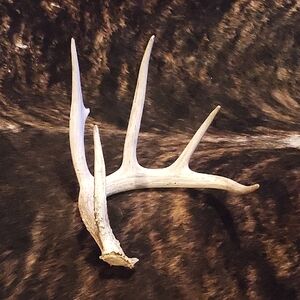 Natural White Deer Antler Shed - Decorative Accent